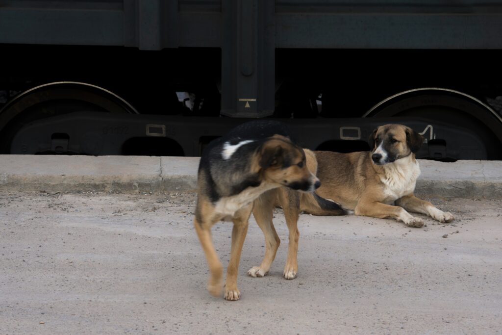 Basic Dog Training Techniques for New Pet Owners