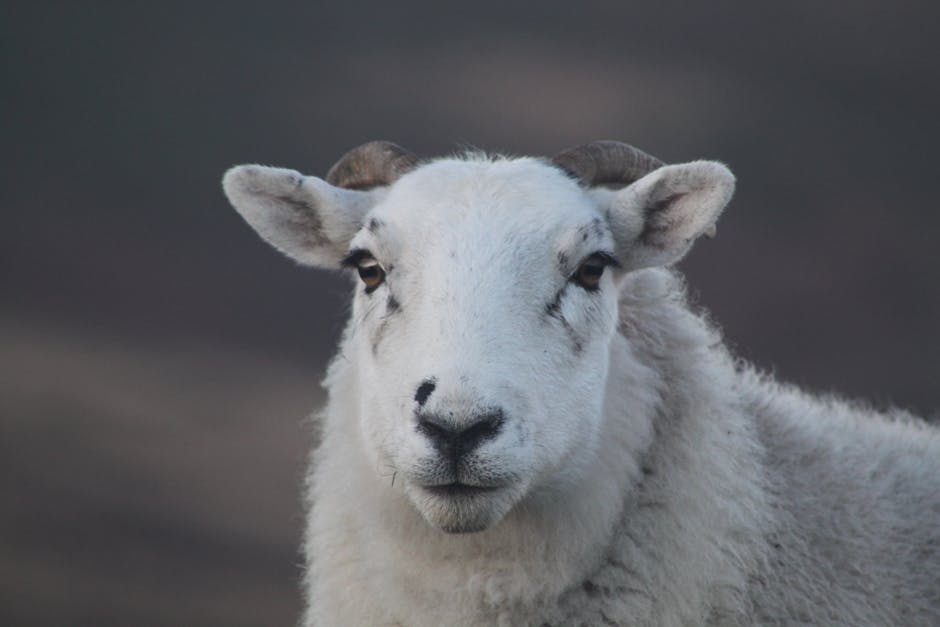 Eco-Friendly Pet Products: Sustainable Choices for Owners