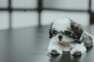Home Heartwarming Pet Adoption Stories That Will Inspire You