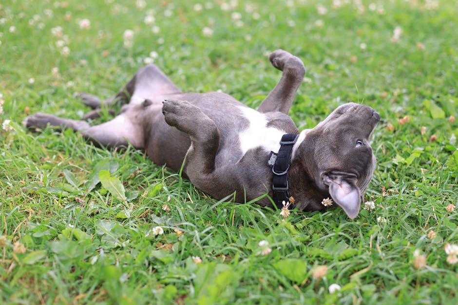 How to Address Common Pet Behavior Problems