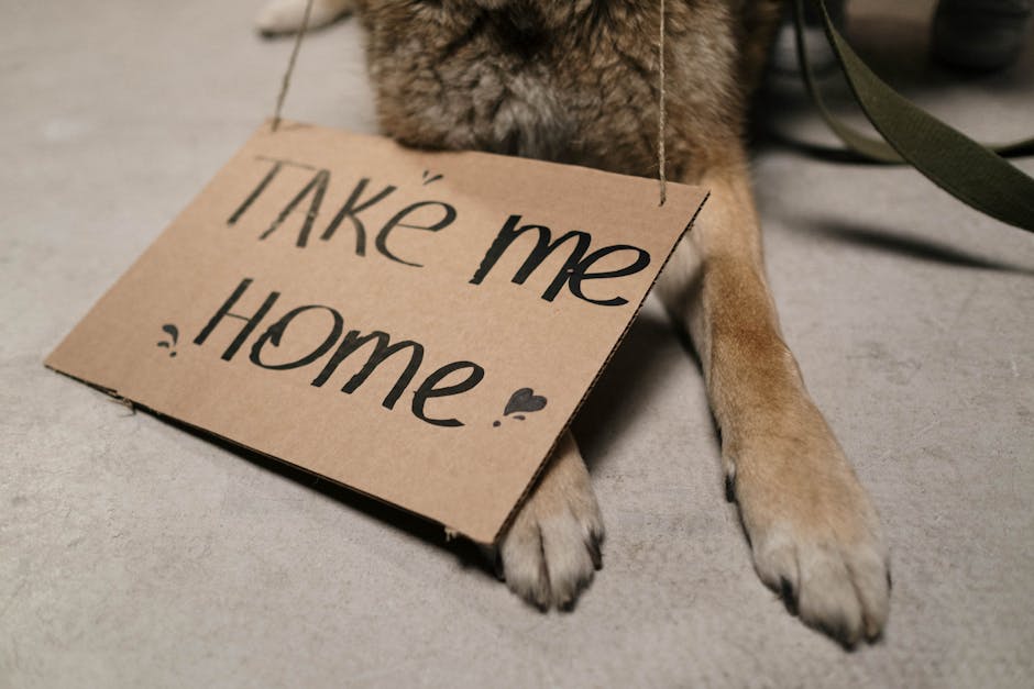 How to Choose the Perfect Pet for Your Family