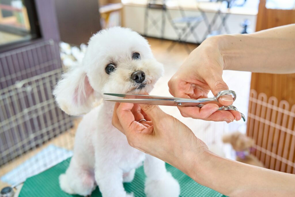Resources for Pet Health and Wellbeing