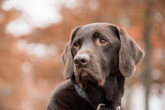 The Best Smart Collars for Monitoring Pet Health