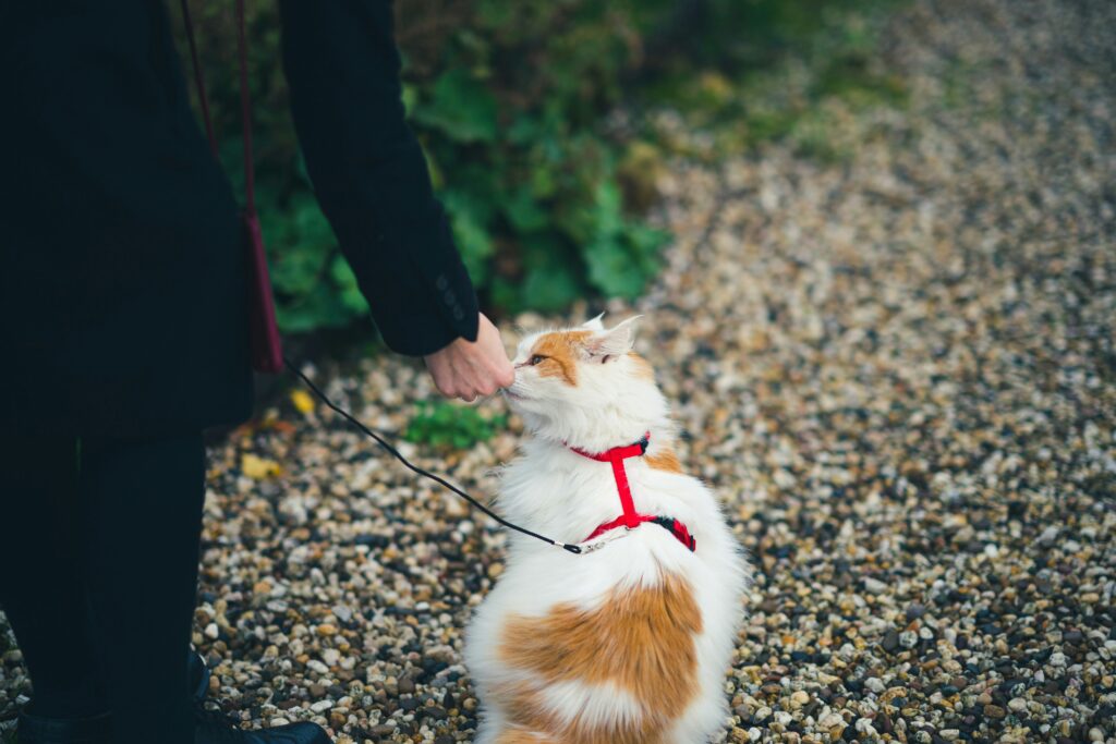 The Ultimate Guide to Becoming a Pet Owner