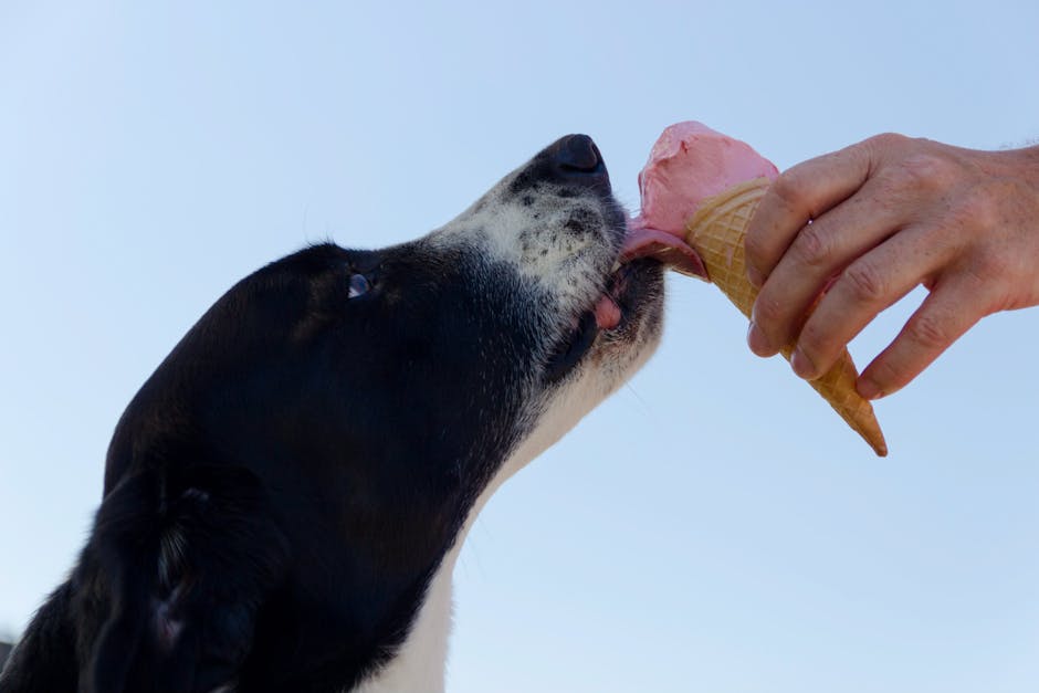 Understanding Pet Food Labels: A Guide for Owners