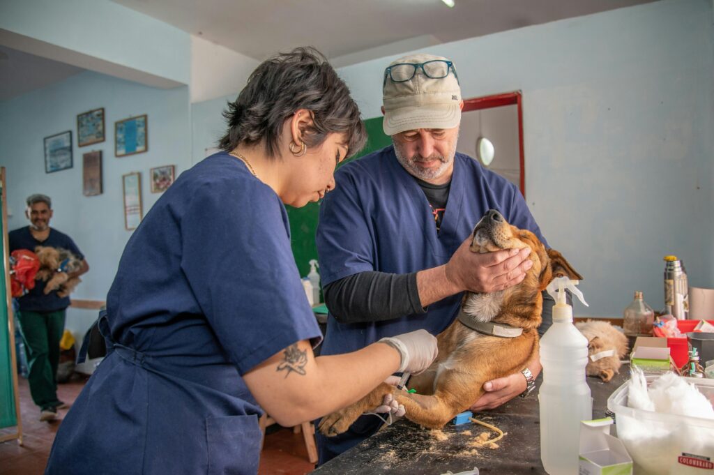 Volunteering at Animal Shelters: How You Can Make a Difference