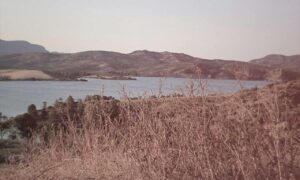 infoguide for birds llblogpet