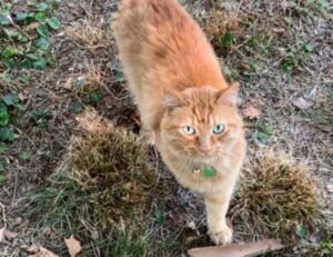 infoguide for kittens llblogpet