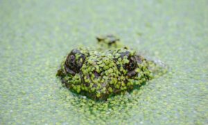 is marshock200 the best pc game 2023