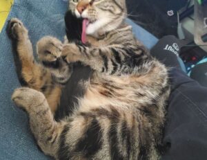 lwmfpets indoor pets