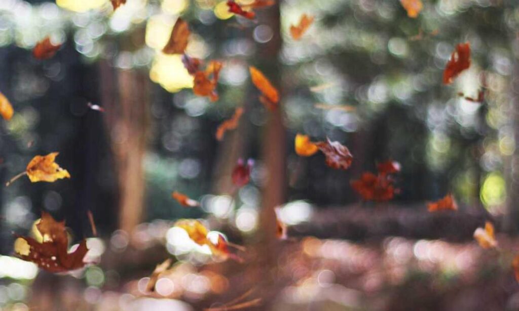 medicines used to treat tamophage