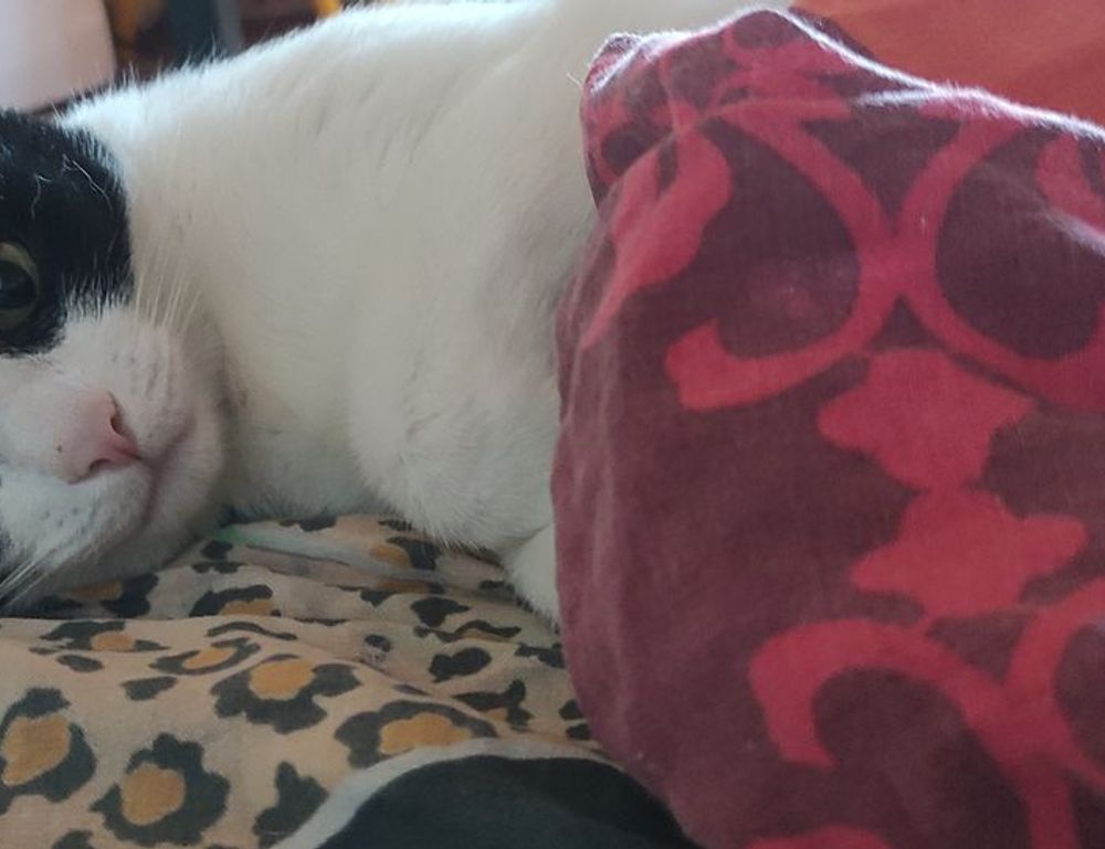 outdoor pets lwmfpets