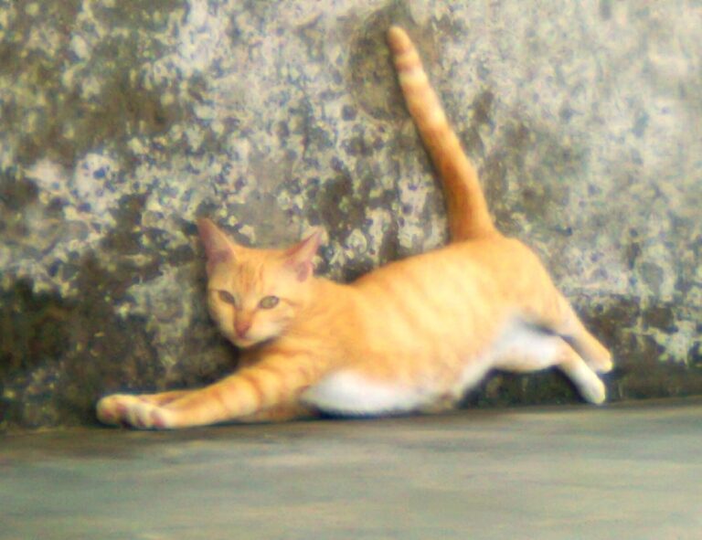 pet tips and tricks lwmfpets