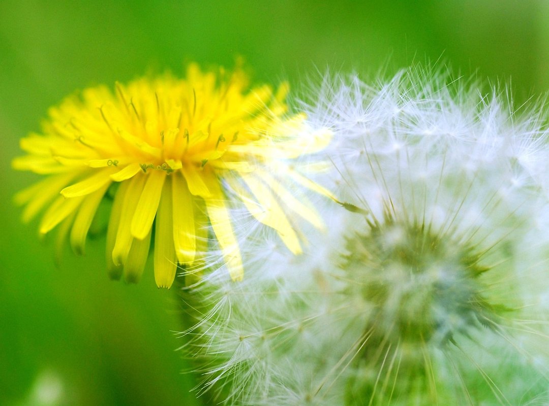 Is Feduspray Safe for Cat