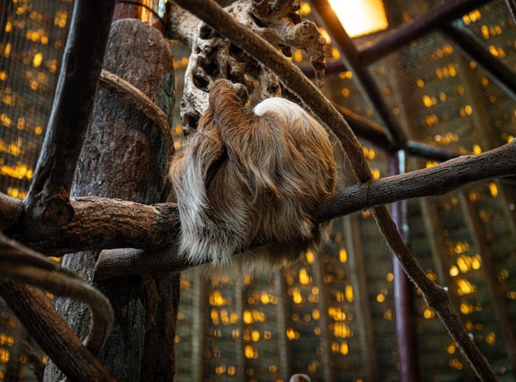 osos maduros enfermedad